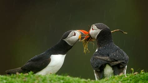 Atlantic Puffins | Puffin, Animal facts, Animals images