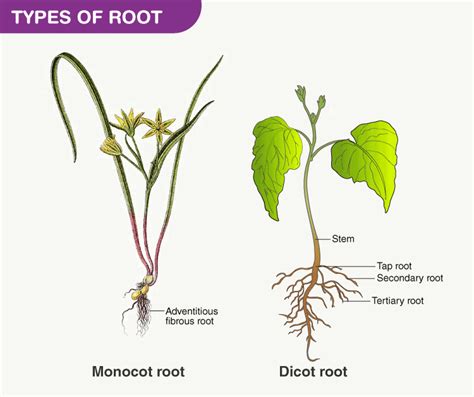 Root System - Roots, Types of Roots and Functions of Roots