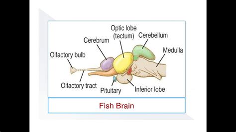 Fish Brain and Spinal Cord - YouTube