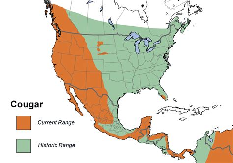 Mountain Lion Range