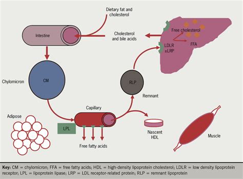 [DIAGRAM] Metabolic Pathways Diagram With Cholesterol - MYDIAGRAM.ONLINE