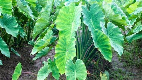 Colocasia Esculenta Care Guide - Tricks for a Healthy Plant