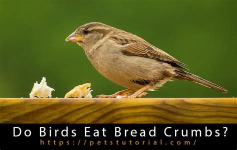 Do Birds Eat Bread Crumbs?