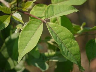 Obtuse-leaf Crateva | Capparaceae (caper family) » Crateva r… | Flickr