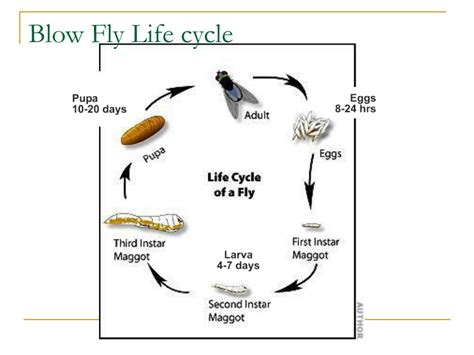 Life Cycle Of Blow Fly