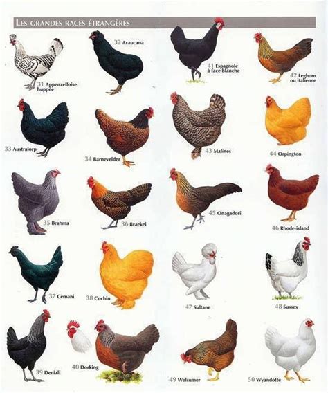 Best Chicken Breeds: 12 Types of Hens that Lay Lots of Eggs, Make Good ...