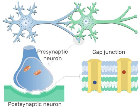 Electrical synapse: structure and labeled diagram | GetBodySmart