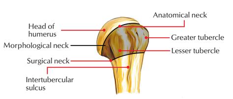 Anatomical Neck of Humerus – Earth's Lab