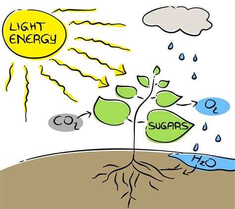 BL 118 Chapter 10: Photosynthesis Diagram | Quizlet