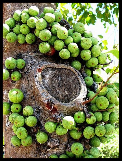 Wild Figs, The fruits (syconia) of the Knobbly Fig (Ficus sansibarica ...