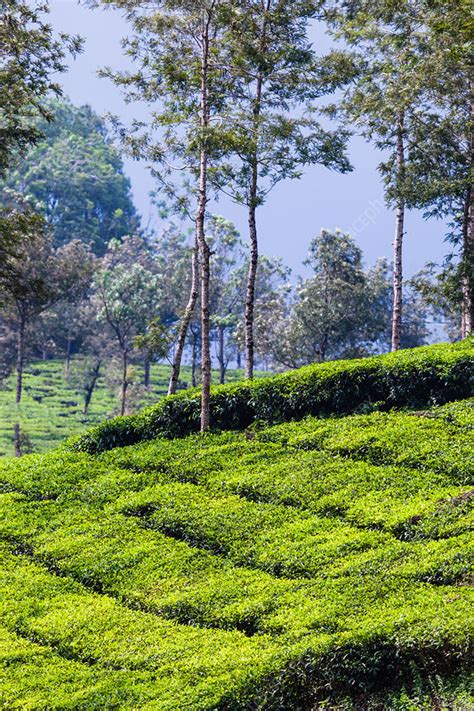 Tea cultivation, India - Stock Image - C034/8859 - Science Photo Library