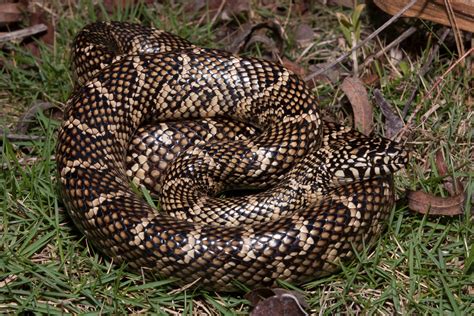 Florida Kingsnake – Florida Snake ID Guide