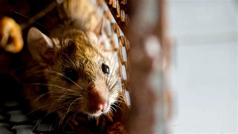 Rodent Control in Phoenix, Arizona | KY-KO Pest | Mice, Rats & Roof Rats