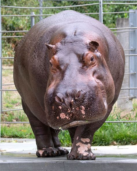 Cincinnati Zoo Welcomes New Male Hippo! - Cincinnati Zoo & Botanical Garden