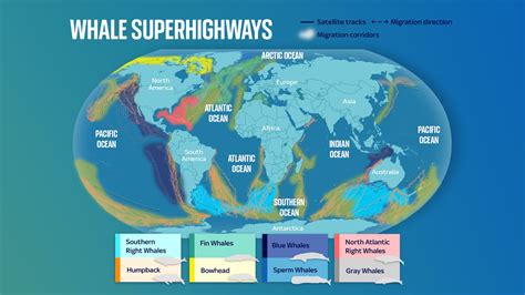 Revealed: First ever global map of whale migration exposes growing ...