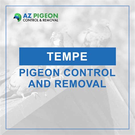 Professional Pigeon Pest Control And Removal Serving Tempe