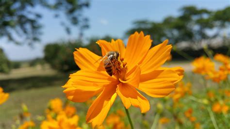 Bee African Flower - Free photo on Pixabay - Pixabay