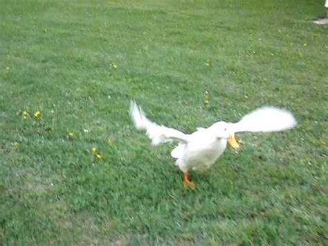 Ducks Flying in Slow Motion - YouTube