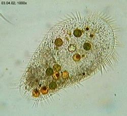 Ciliate - CreationWiki, the encyclopedia of creation science