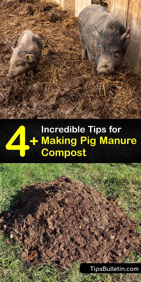 Composting Pig Poop - DIY Pig Manure Fertilizer