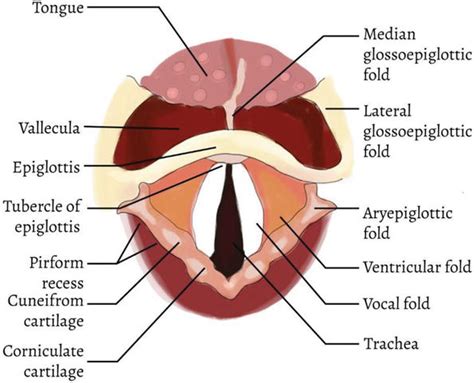 Functionele anatomie en fysiologie van de luchtwegen | St. Charles