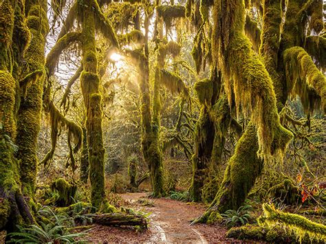 Olympic National Park | Hoh Rain Forest