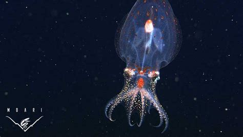 PHOTOS: Bizarre and beautiful deep sea creatures recorded by MBARI