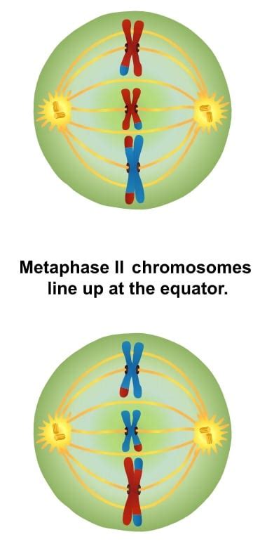 Metaphase - Definitio, Gradus, Applications