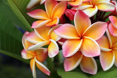 Everything You Need To Know About Plumeria in Hawaiʻi - Hawaii Magazine