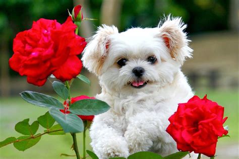 Cute Baby Puppy Wallpapers - Top Free Cute Baby Puppy Backgrounds ...