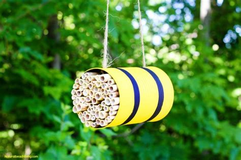 How to Make a Mason Bee Habitat - Perfect Life Cycle of a Bee ...