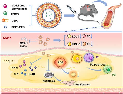 Composition and function diagram of liposome nanoparticles (SE-LNPs ...