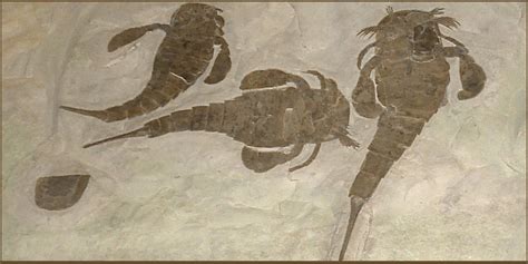 Fossilguy.com: Eurypterid fossils (Sea Scorpions): Facts, Information ...