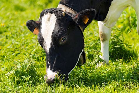 Cow Eating Grass Pictures, Images and Stock Photos - iStock