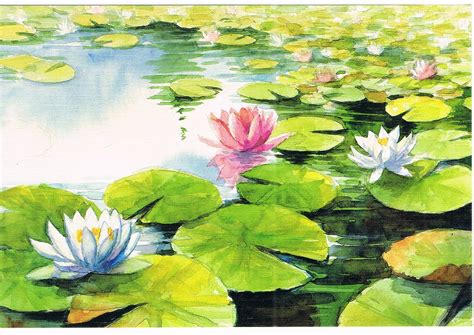 Lotus's for You | Water lilies art, Fine art america, Art