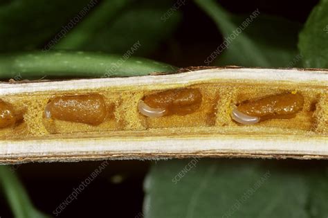 Small Carpenter Bee Larvae - Stock Image - C002/2176 - Science Photo ...