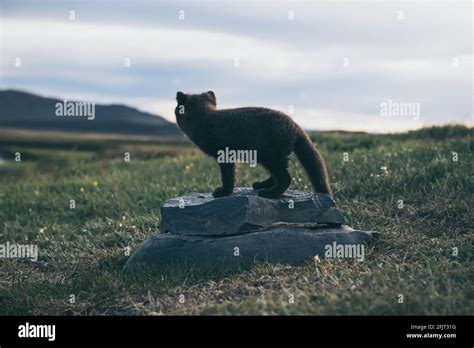 Arctic fox cub Stock Photo - Alamy