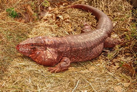 18+ Albino Blue Tegu - TaybaTalkha