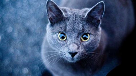 10 Blue-Gray Cat Breeds That Are Unique & Lovely