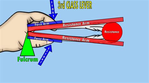 The 3 Classes of Levers – KinesiologyKris.com