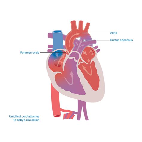 Fetal Circulation Animation