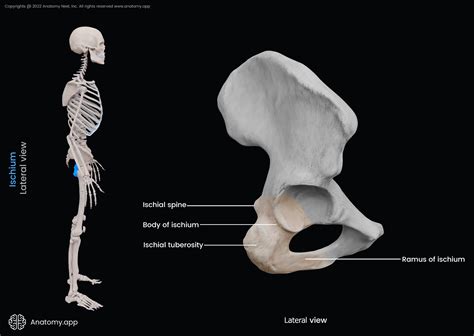 Ischium | Encyclopedia | Anatomy.app | Learn anatomy | 3D models ...