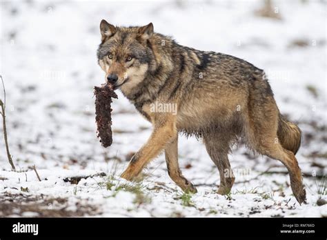 Wolf With Prey High Resolution Stock Photography and Images - Alamy