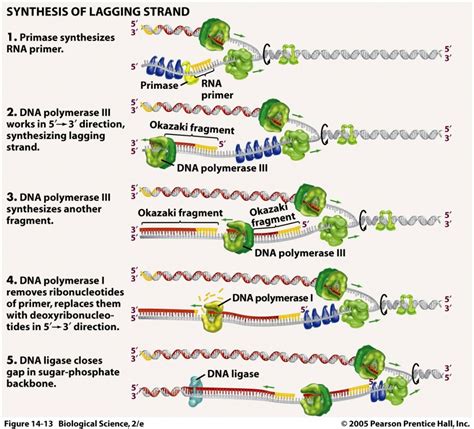 Dna Replication Process For Dummies 1 : Biological Science Picture ...