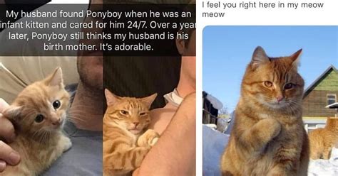 Wholesome Cat Memes For People Whose Cats Are More Than Just A Pet To ...