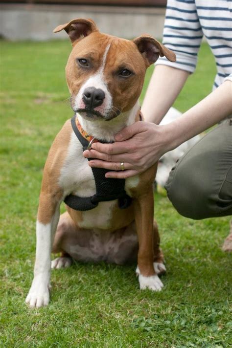 Staffordshire Bull Terrier cross Jack Russell | Jack russell, American ...