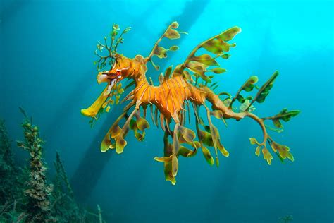 Fishy foliage of the leafy sea dragon - Australian Geographic