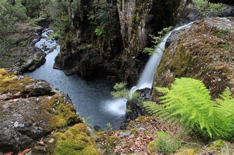 awildland: Gloucester Falls - Barrington Tops National Park