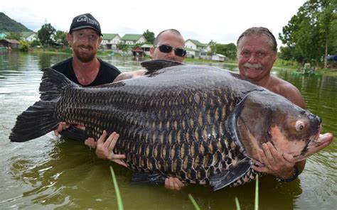 The reel deal: angler hooks world's biggest carp after 90-minute battle