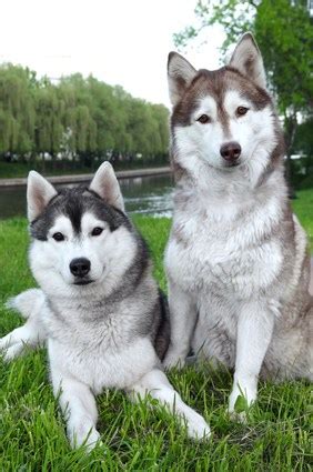 The Alaskan Malamute Temperament is Not for the Fainthearted